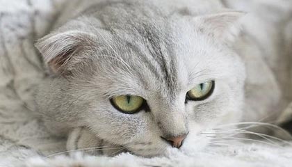 国足关键战伤病影响统计，国足关键之战