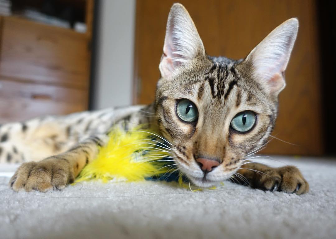 中国男篮加强心理辅导 应对大赛压力,中国男篮队内训练