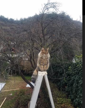 乒乓球竞赛引入随机对手训练机制，乒乓球比赛对手是抽签吗