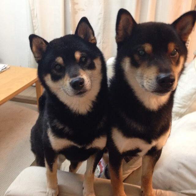 特色足球文化节成为城市文化品牌的重要组成部分，足球文化艺术节