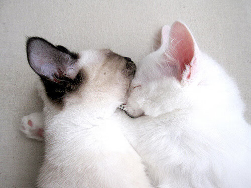 特色足球文化节成为城市文化品牌的重要组成部分，足球文化艺术节